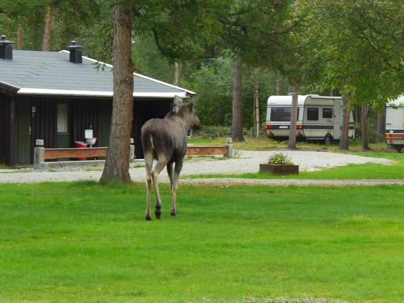 Furuly Camping Nordberg Bagian luar foto